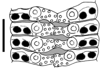 Goniocidaris (Petalocidaris) florigera (ambulacral plates)