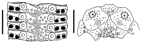 Goniocidaris (Petalocidaris) spinosa (ambulacral plates + apical system)