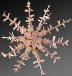 WoRMS - World Register of Marine Species - Photogallery