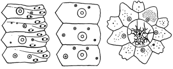 Goniopneustes pentagonus (coronal plates and apical disc)