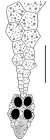 Granobrissoides hirsutus (apical system)