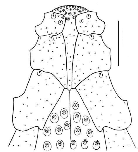 Granobrissoides hirsutus (labrum)