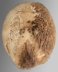 Granobrissoides hirsutus (oral)