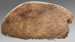 Granobrissoides hirsutus (left side)