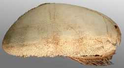 Granobrissoides hirsutus (right side)