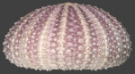 Gymnechinus epistichus (lateral)