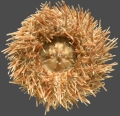 Echinodermata (echinoderms)