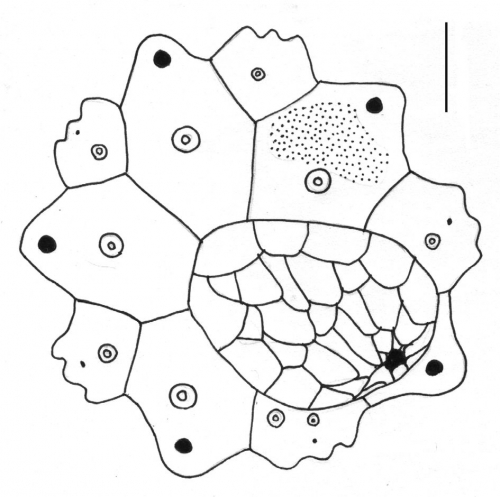 Gymnechinus pulchellus (apical system)