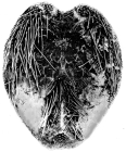 Gymnopatagus valdiviae (oral)
