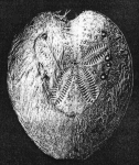 Gymnopatagus valdiviae (aboral)