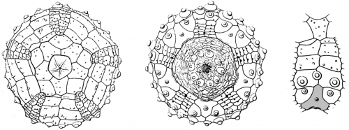 Habrocidaris argentea (coronal plating)