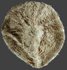 Hapalosoma gemmiferum (aboral)
