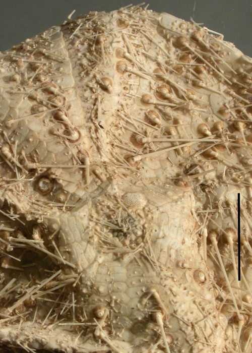 Hapalosoma gemmiferum (aboral, close-up)