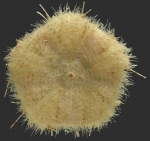 Hapalosoma pellucidum (aboral)