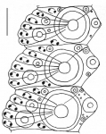 Heliocidaris erythrogramma (ambulacral plates)