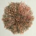 Echinodermata (echinoderms)