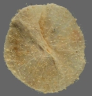Hemiphormosoma paucispinum (aboral)