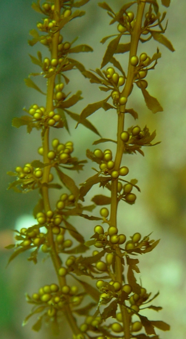 Sargassum muticum