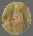 Hemiphormosoma paucispinum (oral)