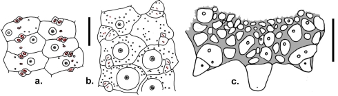 Hemiphormosoma paucispinum (ambulacra + apical system)