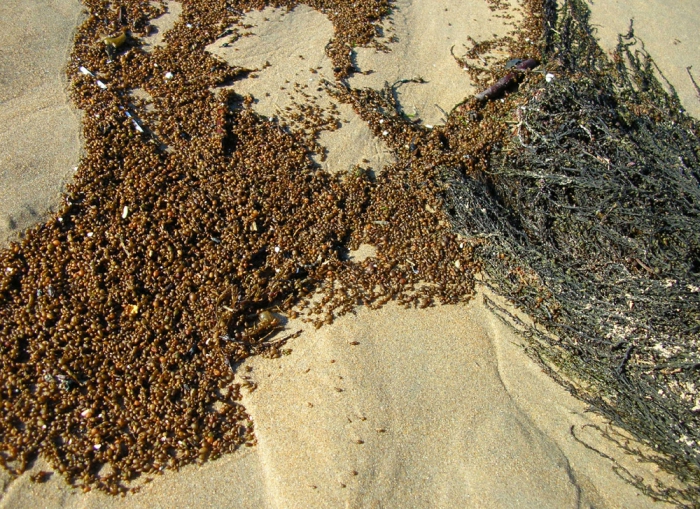 Sargassum muticum