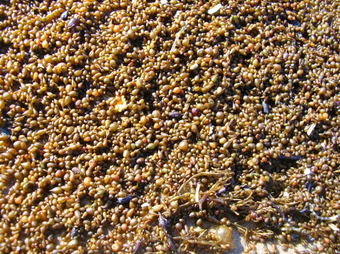 Sargassum muticum