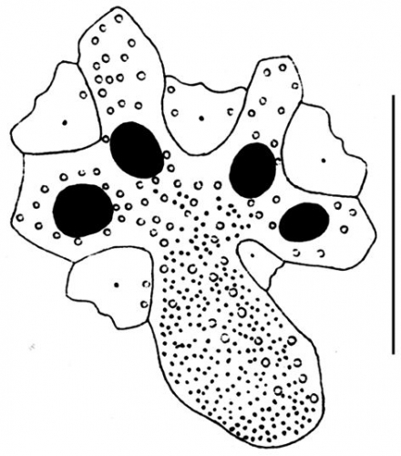 Heterobrissus hystrix (apical system)