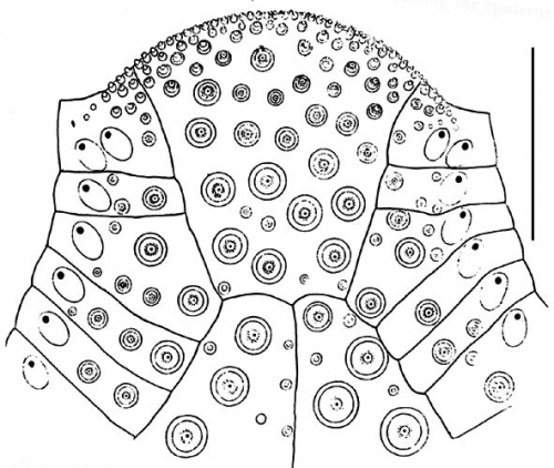 Heterobrissus hystrix (labrum)