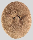 Heterobrissus niasicus (oral)