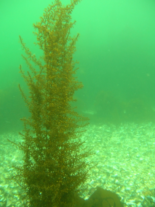 Sargassum muticum