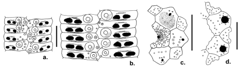 Histocidaris formosa (ambularal plates and apical disc)