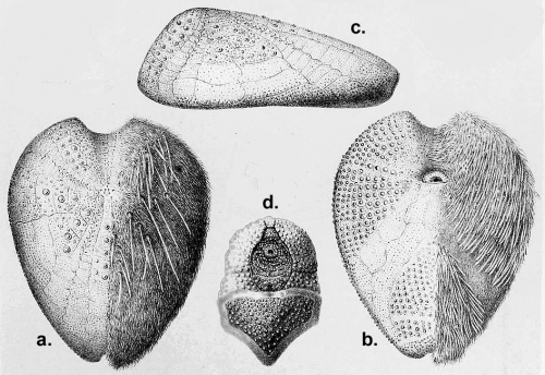 Homolampas fulva (Challenger Expedition)