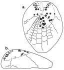 Homolampas glauca (aboral and lateral)