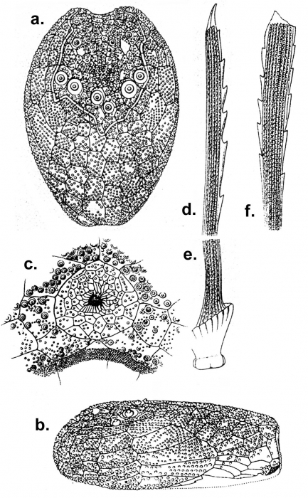 Homolampas hastata (plating patterns and spines)