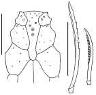 Homolampas lovenioides (labrum + spines)