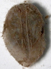 Homolampas rostrata (aboral)