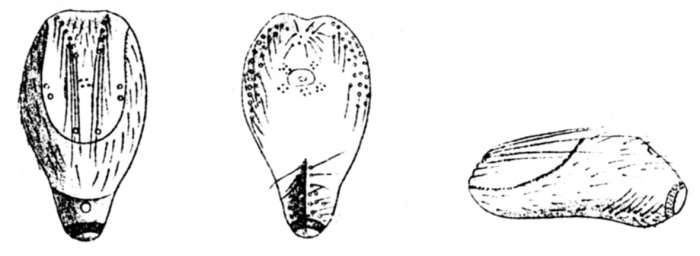 Homolampas rostrata (sketch)