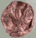 Hygrosoma hoplacantha (aboral)