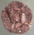 Hygrosoma hoplacantha (oral)