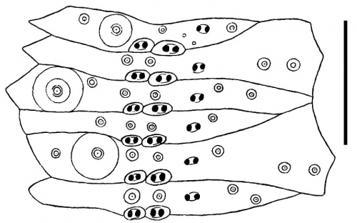 Hygrosoma luculentum (ambulacral plates)