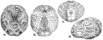 Hypselaster fragilis (test)