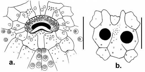 Hypselaster affinis (peristome + apical system)