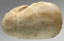 Hypselaster jukesii (lateral)