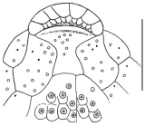 Hypselaster jukesii (labrum)