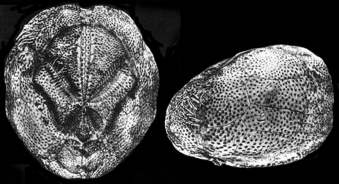 Hypselaster kempi (aboral + lateral)