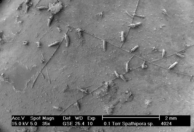 spathipora 1 spathipora 1