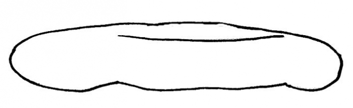 Laganum laganum (lateral)