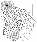 Linopneustes fragilis (subanal region)