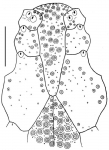 Linopneustes fragilis (labrum + sternum)