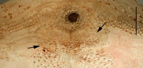 Linopneustes spectabilis (posterior)